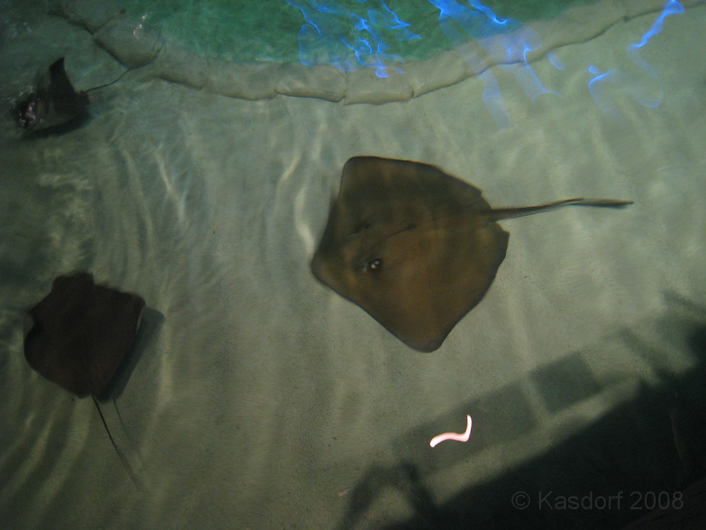 Baltimore MD 2009 0770.jpg - A 4th of July trip to Washington DC in 2009 included a stop in Baltimore MD to see the National Aquarium.